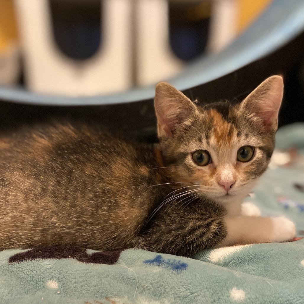 Enlarge Cricket, a Adoptable Domestic Short Hair in Palmdale, CA image 2/2