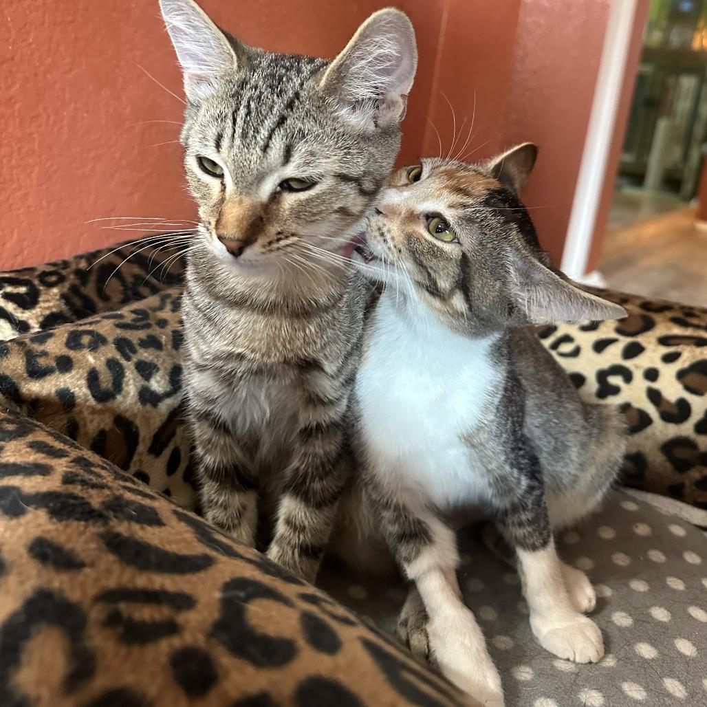 Enlarge Cricket, a Adoptable Domestic Short Hair in Palmdale, CA image 3/6