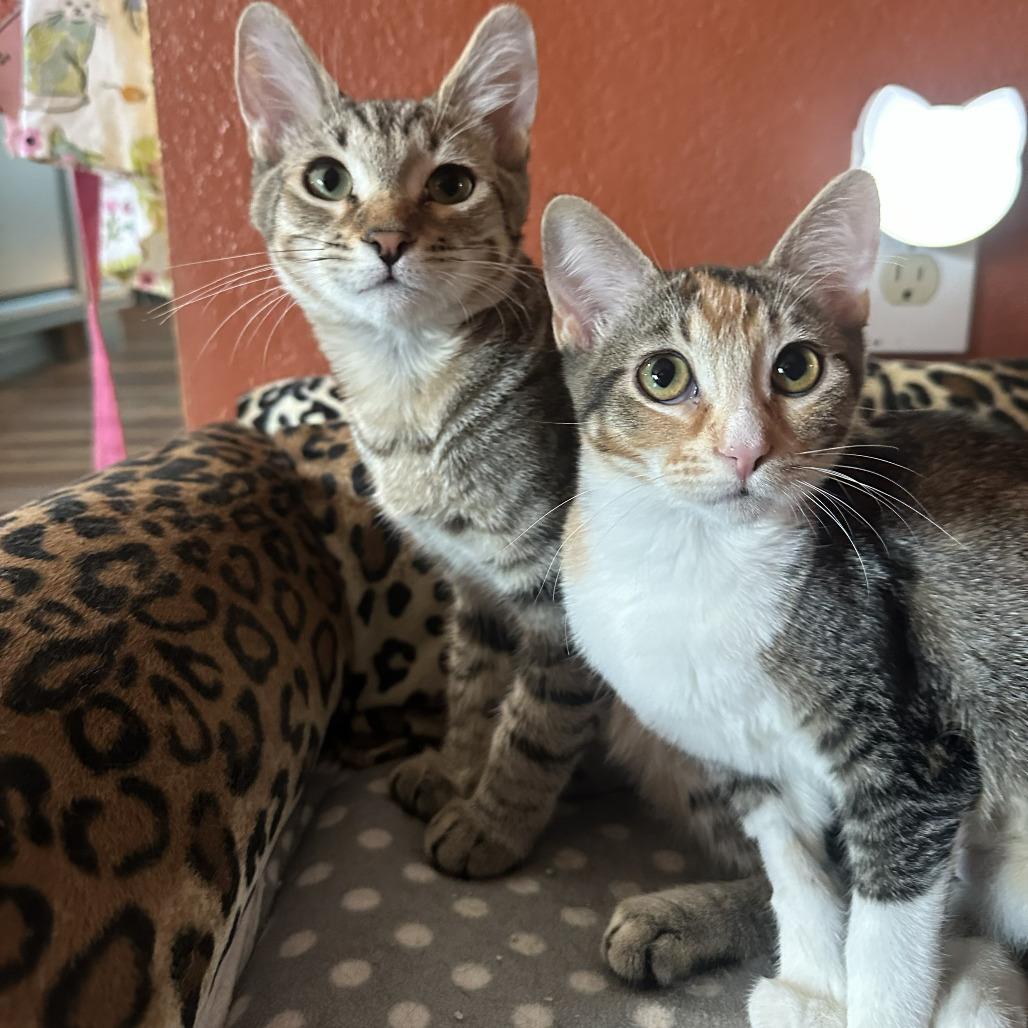 Enlarge Cricket, a Adoptable Domestic Short Hair in Palmdale, CA image 4/6