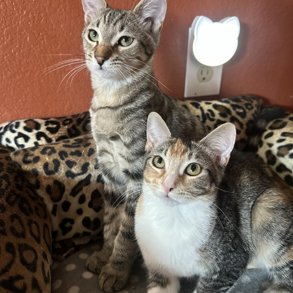 Enlarge Cricket, a Adoptable Domestic Short Hair in Palmdale, CA image 5/6