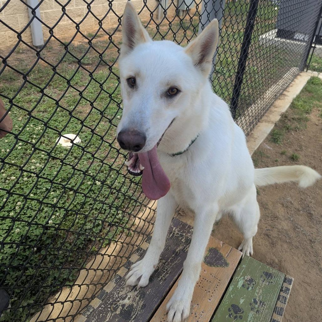 DRACO  Available NOW - ADOPTION or RESCUE!, Adoptable, Adult Male White German Shepherd & Mixed Breed.