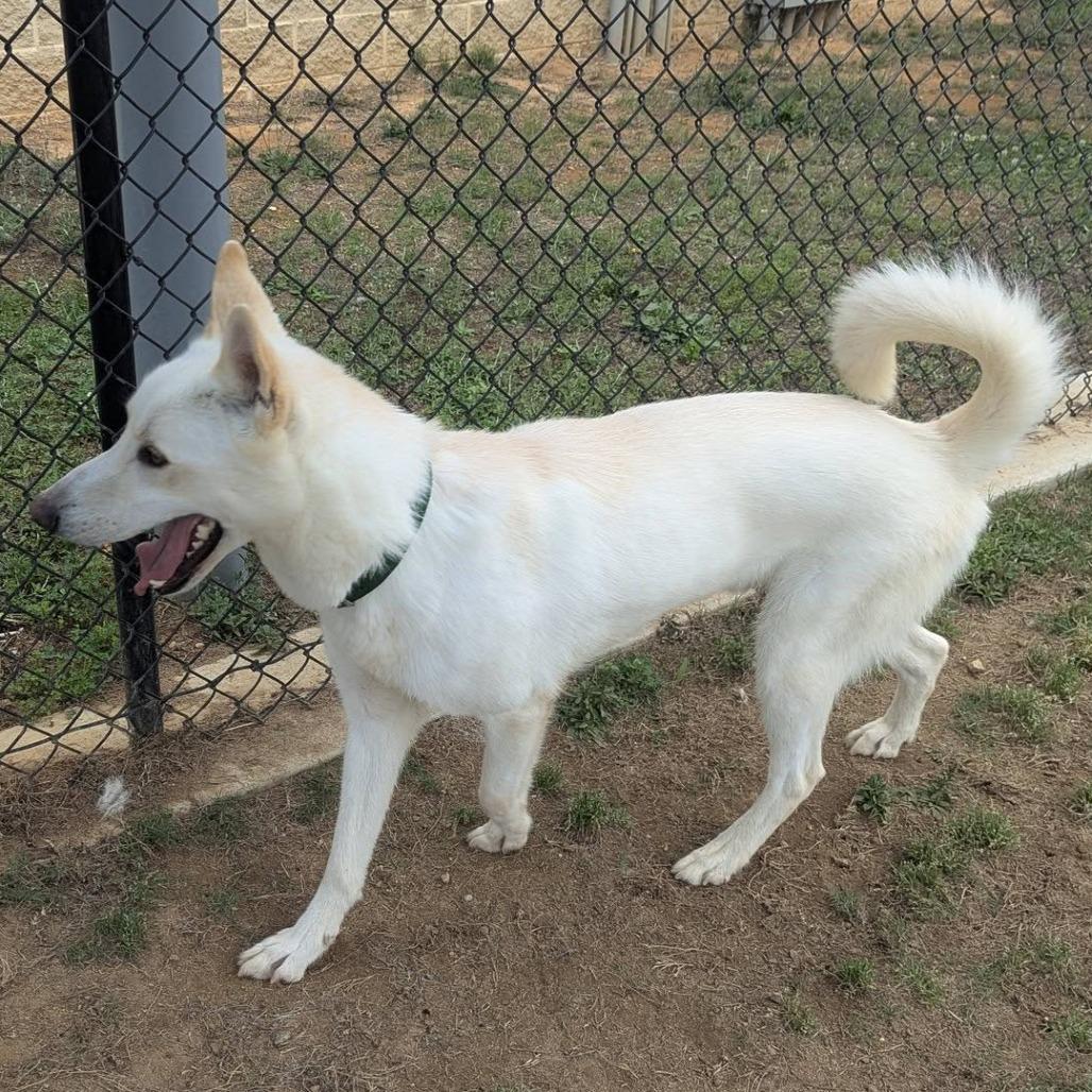 Enlarge DRACO  Available NOW - ADOPTION or RESCUE!, a Adoptable mixed breed in Nashville, NC image 2/4