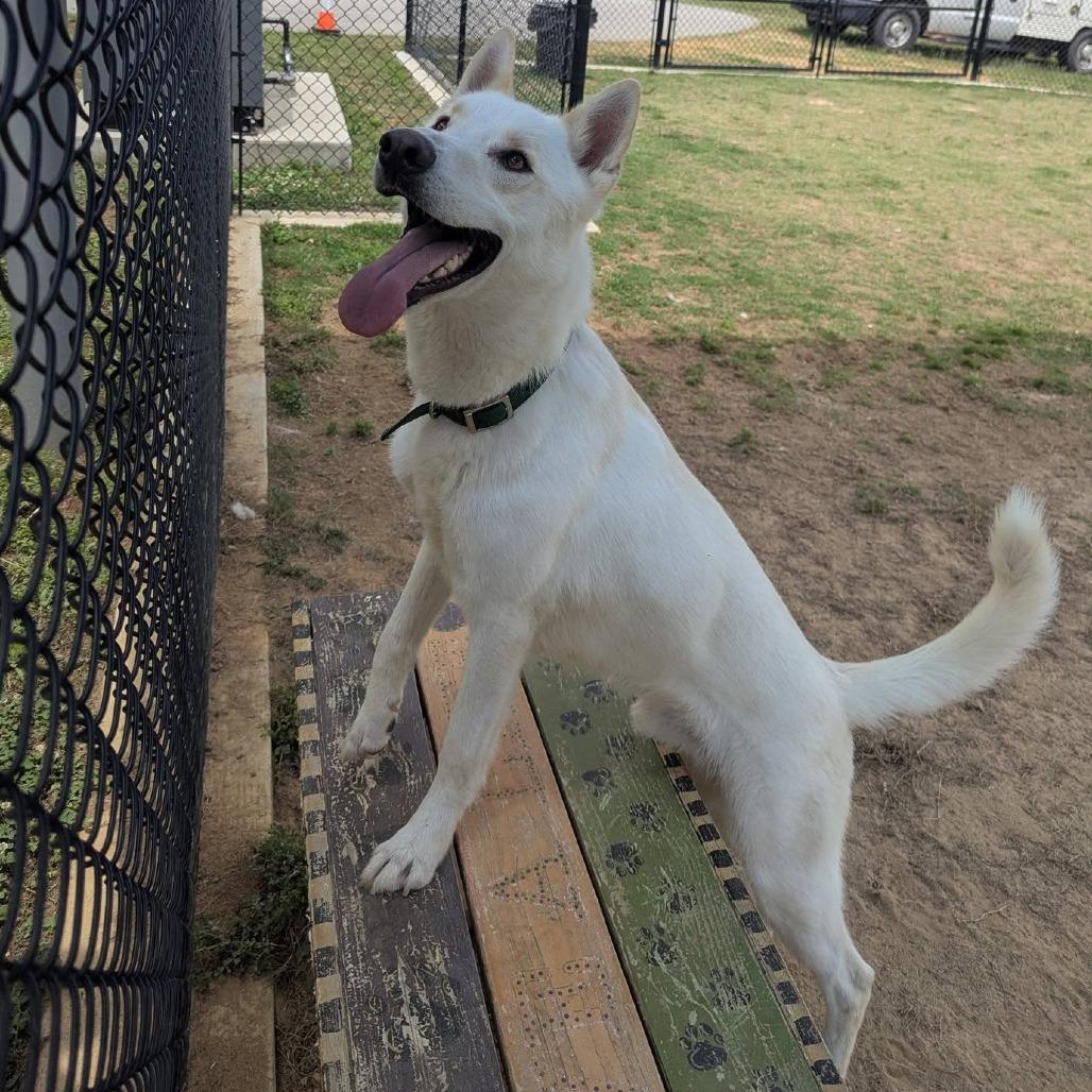 Enlarge DRACO  Available NOW - ADOPTION or RESCUE!, a Adoptable mixed breed in Nashville, NC image 3/4
