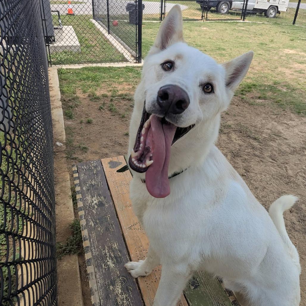 Enlarge DRACO  Available NOW - ADOPTION or RESCUE!, a Adoptable mixed breed in Nashville, NC image 4/4