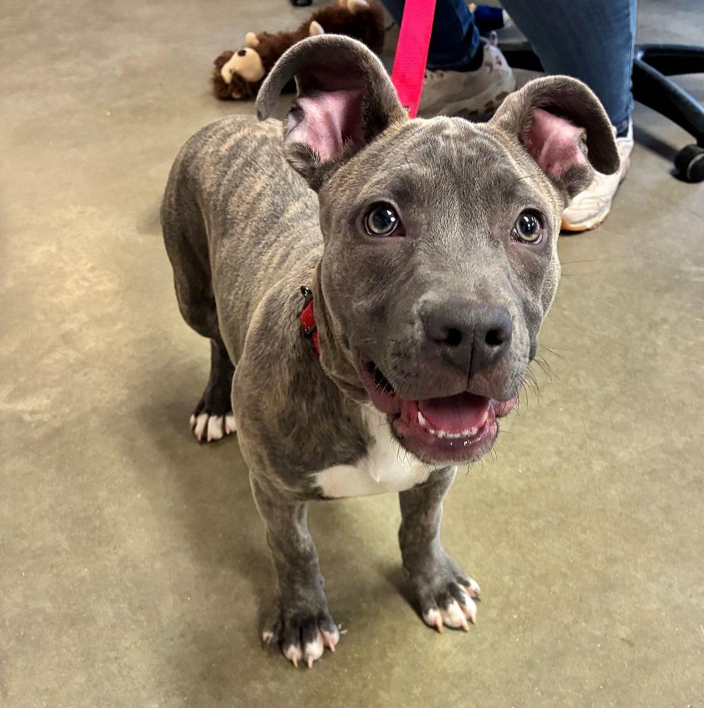 Enlarge Romeo, an adopted Pit Bull Terrier in Mason City, IA image 2/2