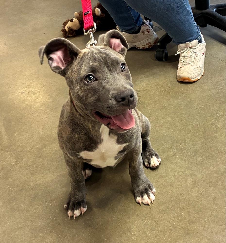 Romeo, adopted, Puppy Male Pit Bull Terrier.