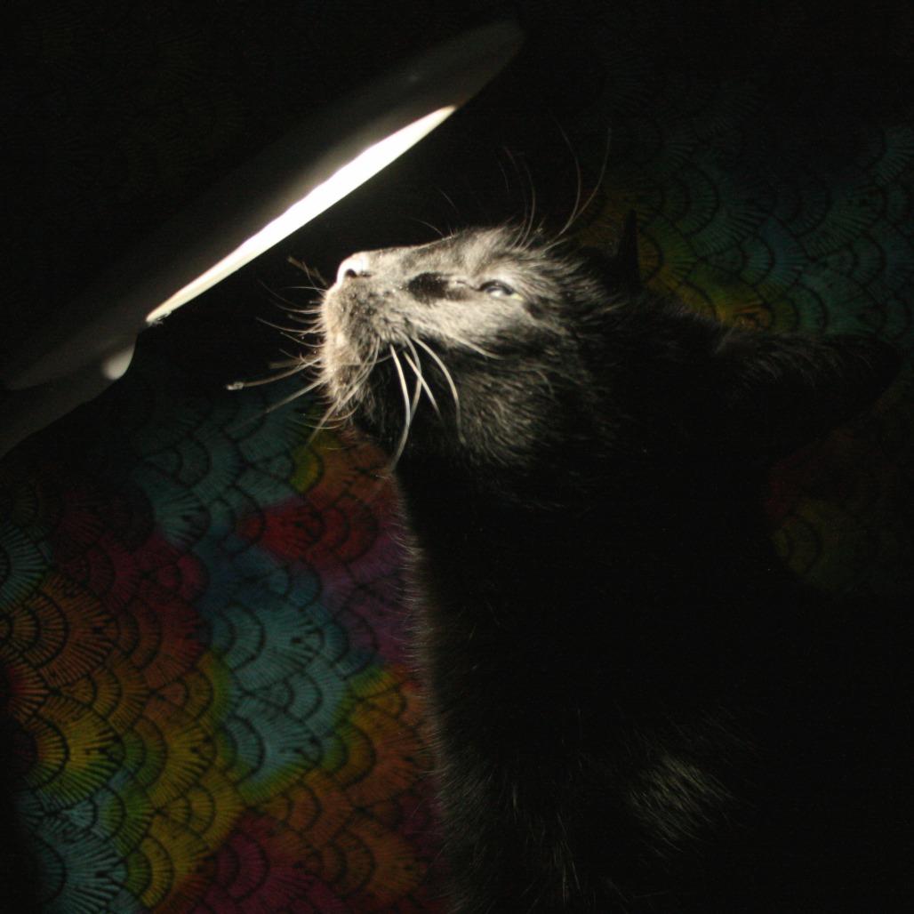 Marvel, Adoptable, Young Female Domestic Short Hair.