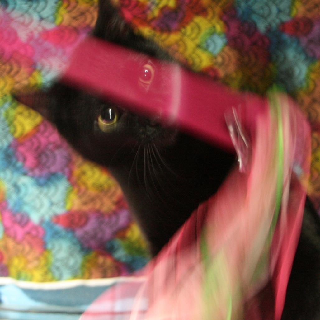 Enlarge Marvel, a Adoptable Domestic Short Hair in CHRISTIANSBURG, VA image 2/4