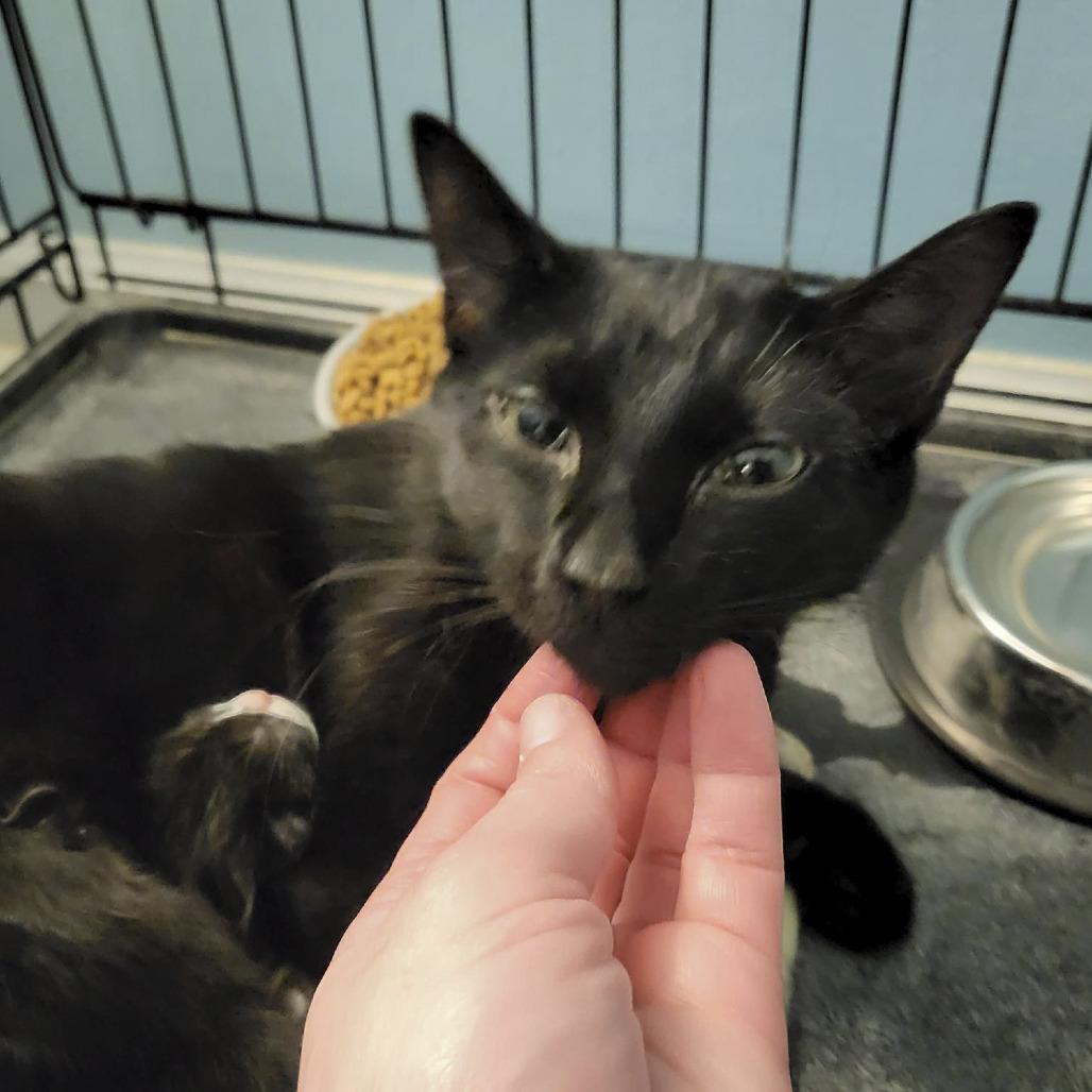 Enlarge Marvel, a Adoptable Domestic Short Hair in CHRISTIANSBURG, VA image 3/4