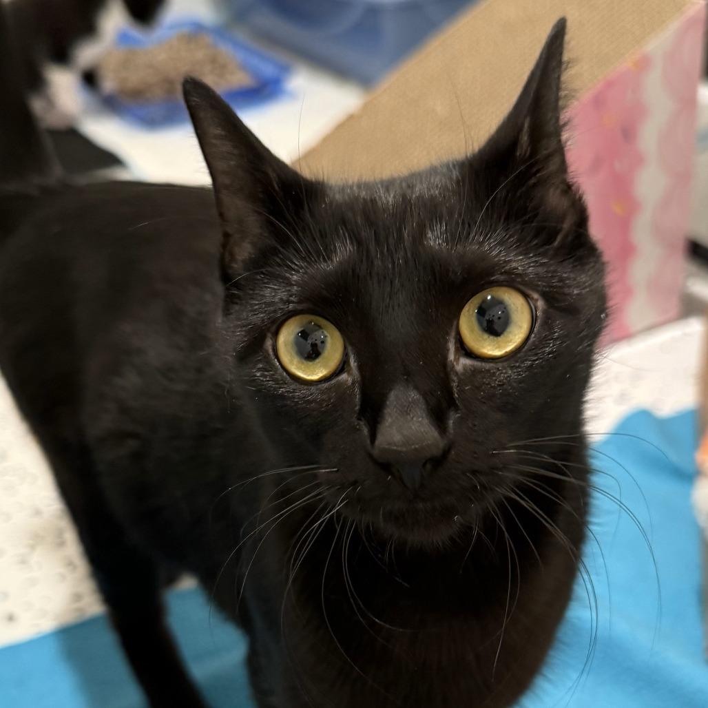 Enlarge Marvel, a Adoptable Domestic Short Hair in CHRISTIANSBURG, VA image 4/4