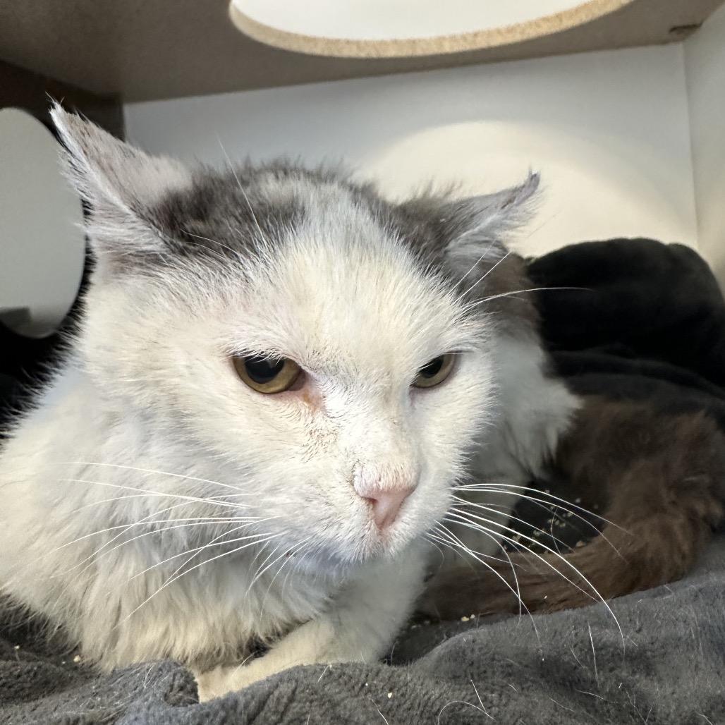 Enlarge George, a Adoptable Domestic Medium Hair in Park City, UT image 1/1