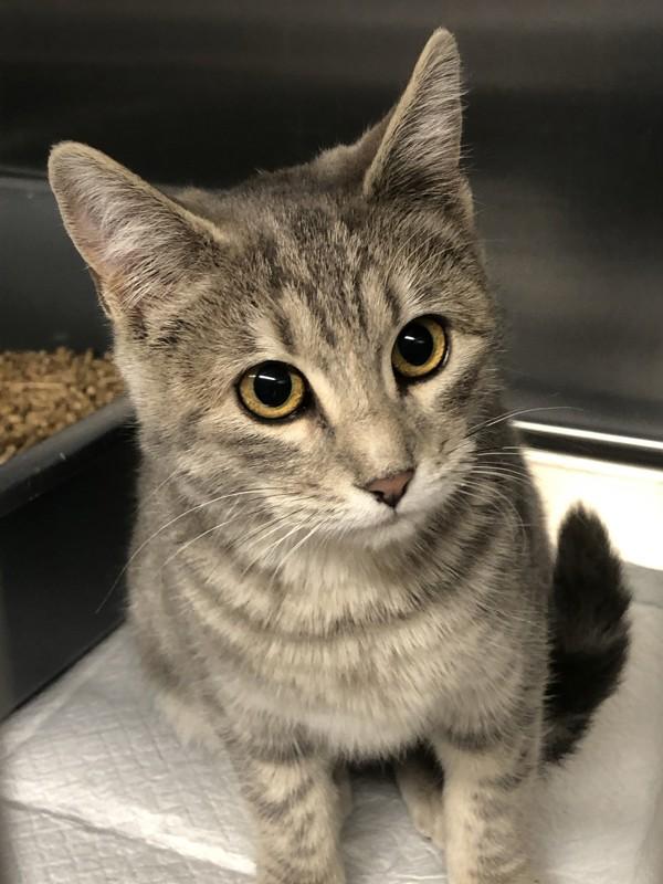 Enlarge Pearl, a Adoptable mixed breed in Williams Lake, BC image 1/1