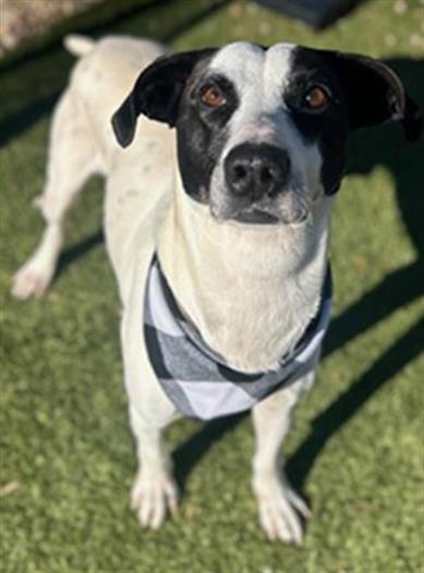 CURTIS, Adoptable, Adult Male Hound & Mixed Breed.