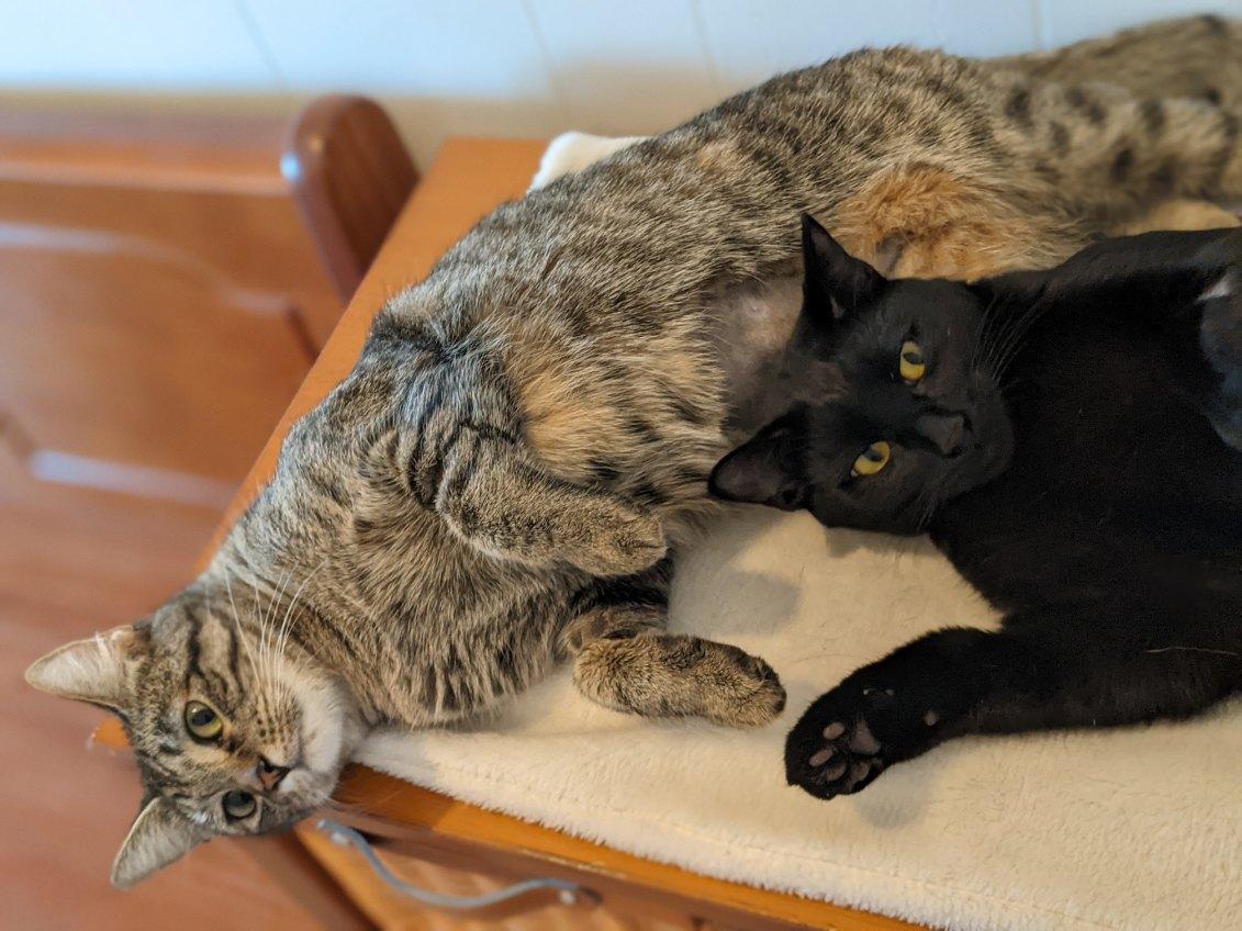 Layla and Venus (bonded pair), Adoptable, Young Female Domestic Short Hair.