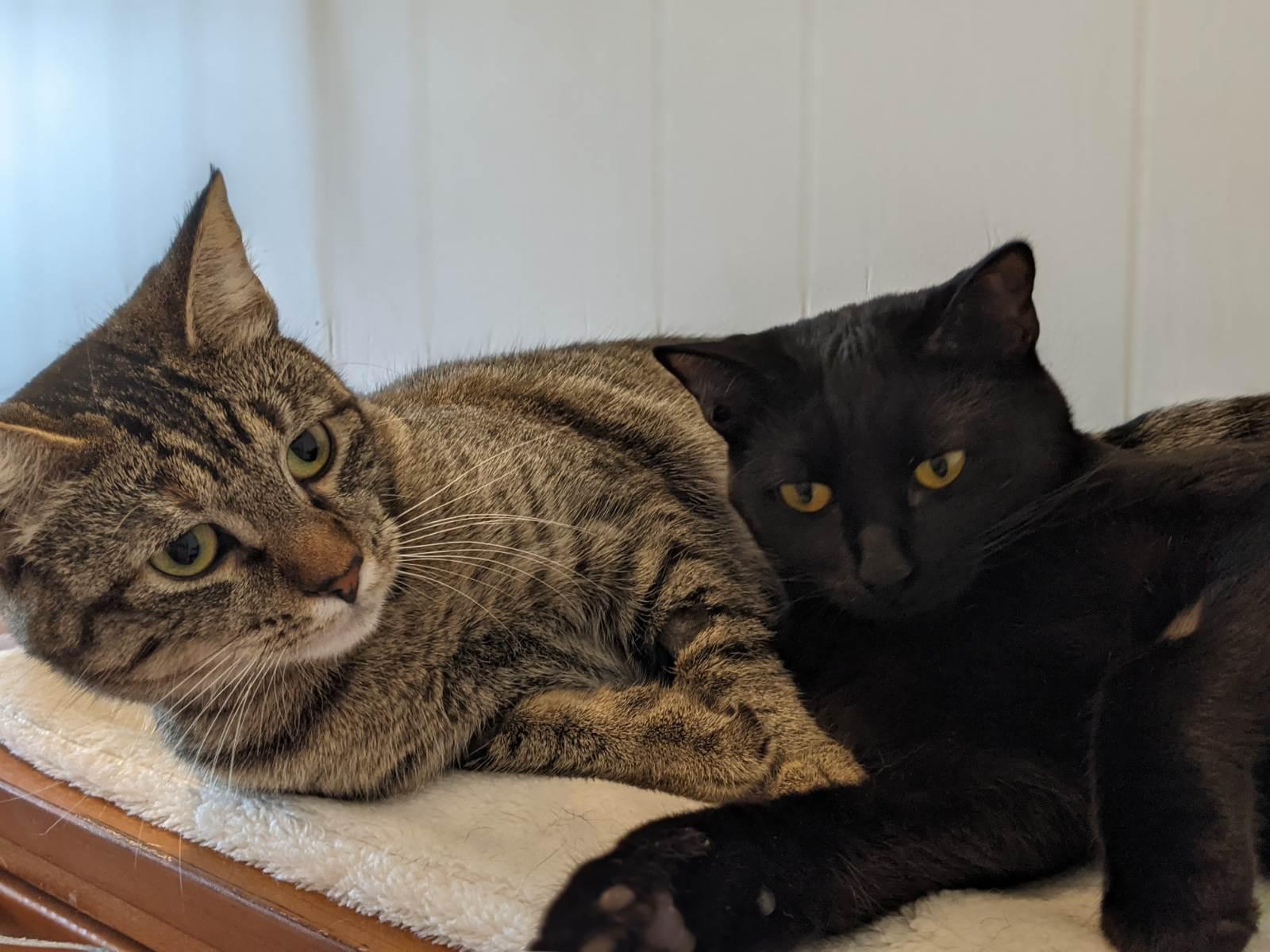 Layla and Venus (bonded pair), a Adoptable Domestic Short Hair in Cranbrook, BC image 2/4