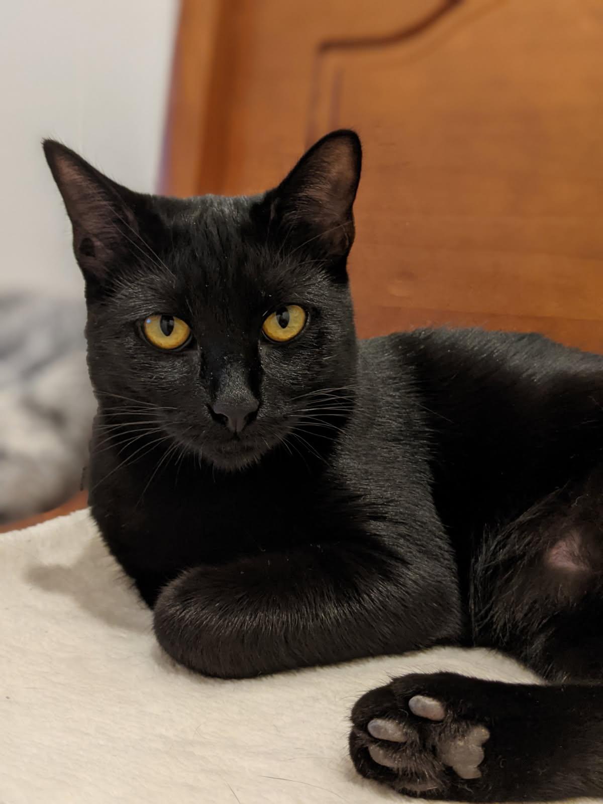 Layla and Venus (bonded pair), a Adoptable Domestic Short Hair in Cranbrook, BC image 3/4