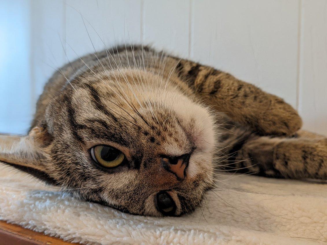 Layla and Venus (bonded pair), a Adoptable Domestic Short Hair in Cranbrook, BC image 4/4