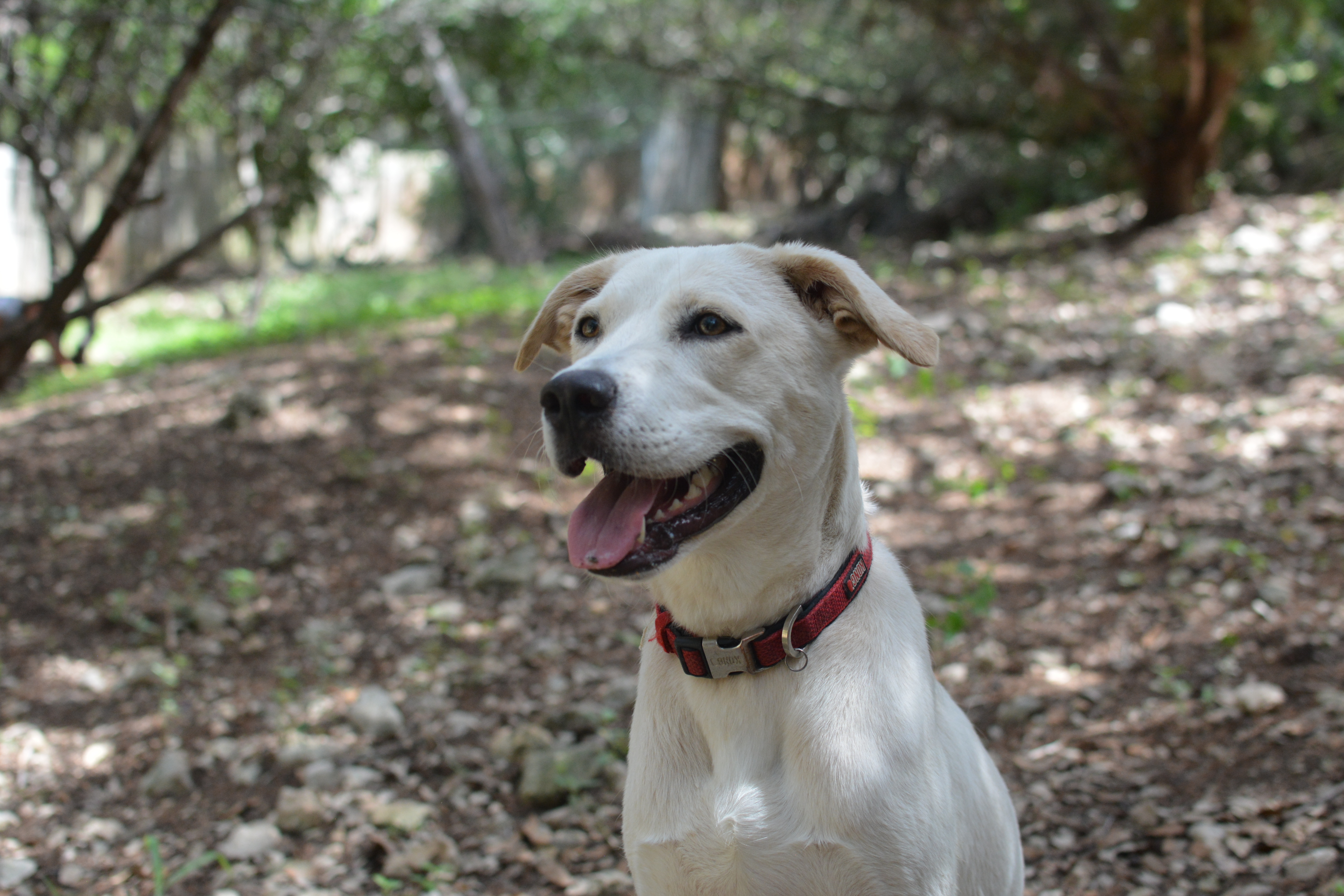 Lily photo 4