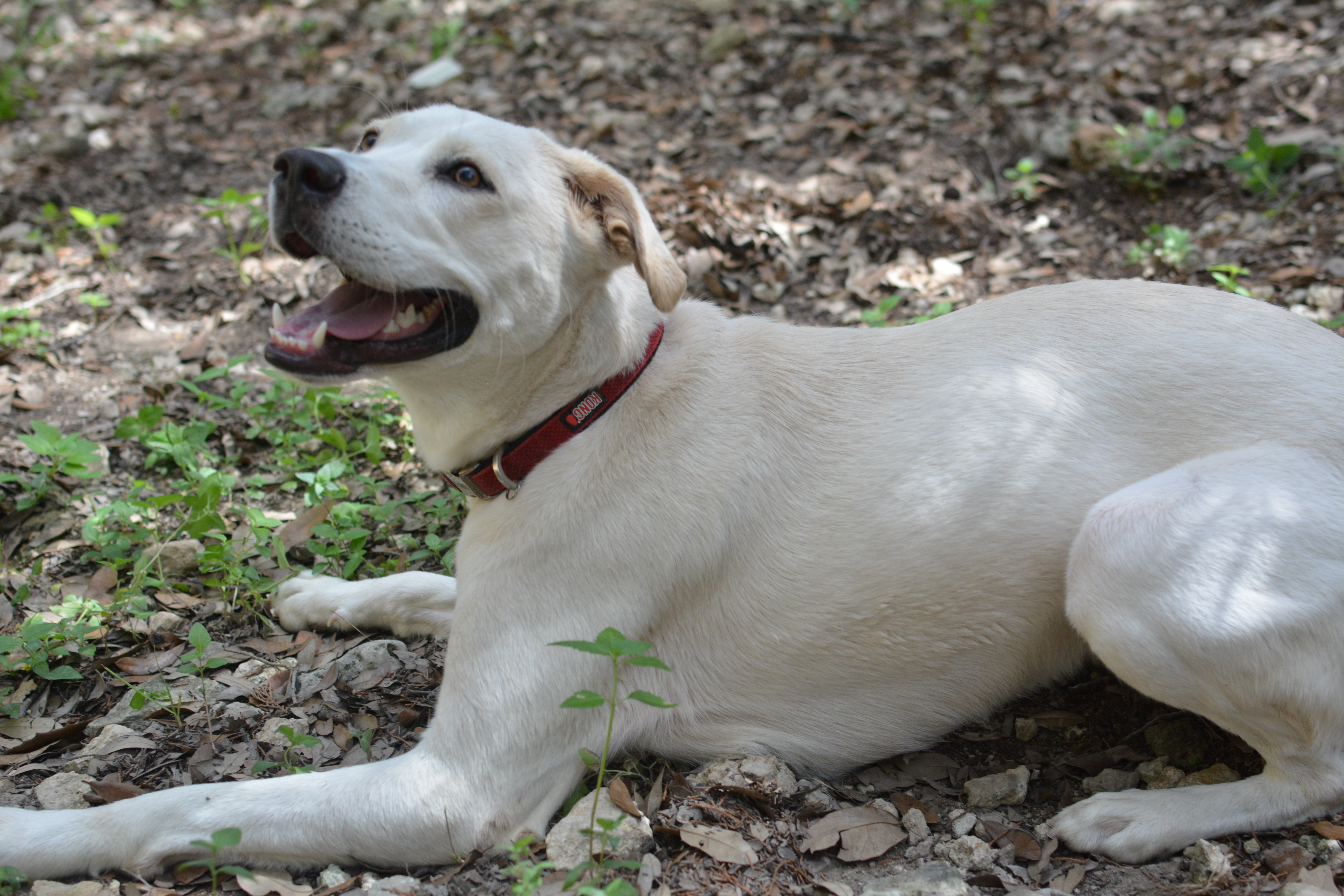 Lily photo 2
