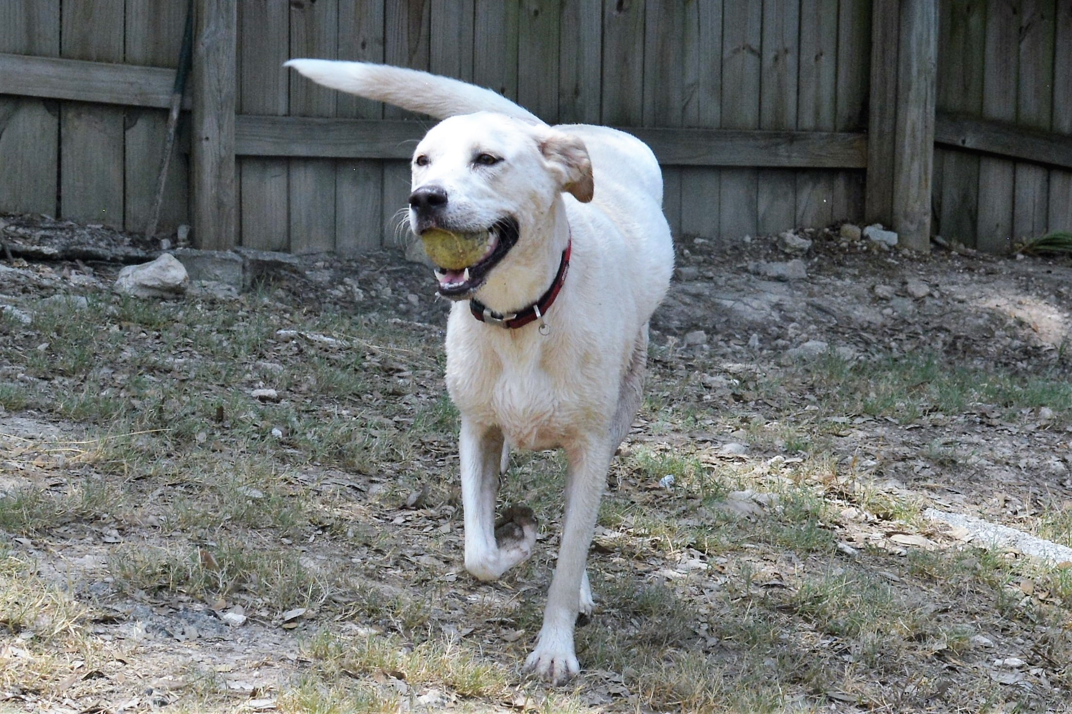 Lily photo 5