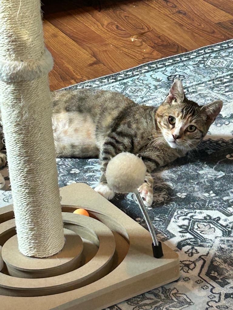 Shyla, Adoptable, Kitten Female Domestic Short Hair.