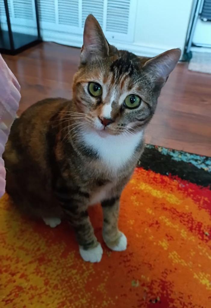 Shyla, a Adoptable Domestic Short Hair in Lewisville, TX image 2/3