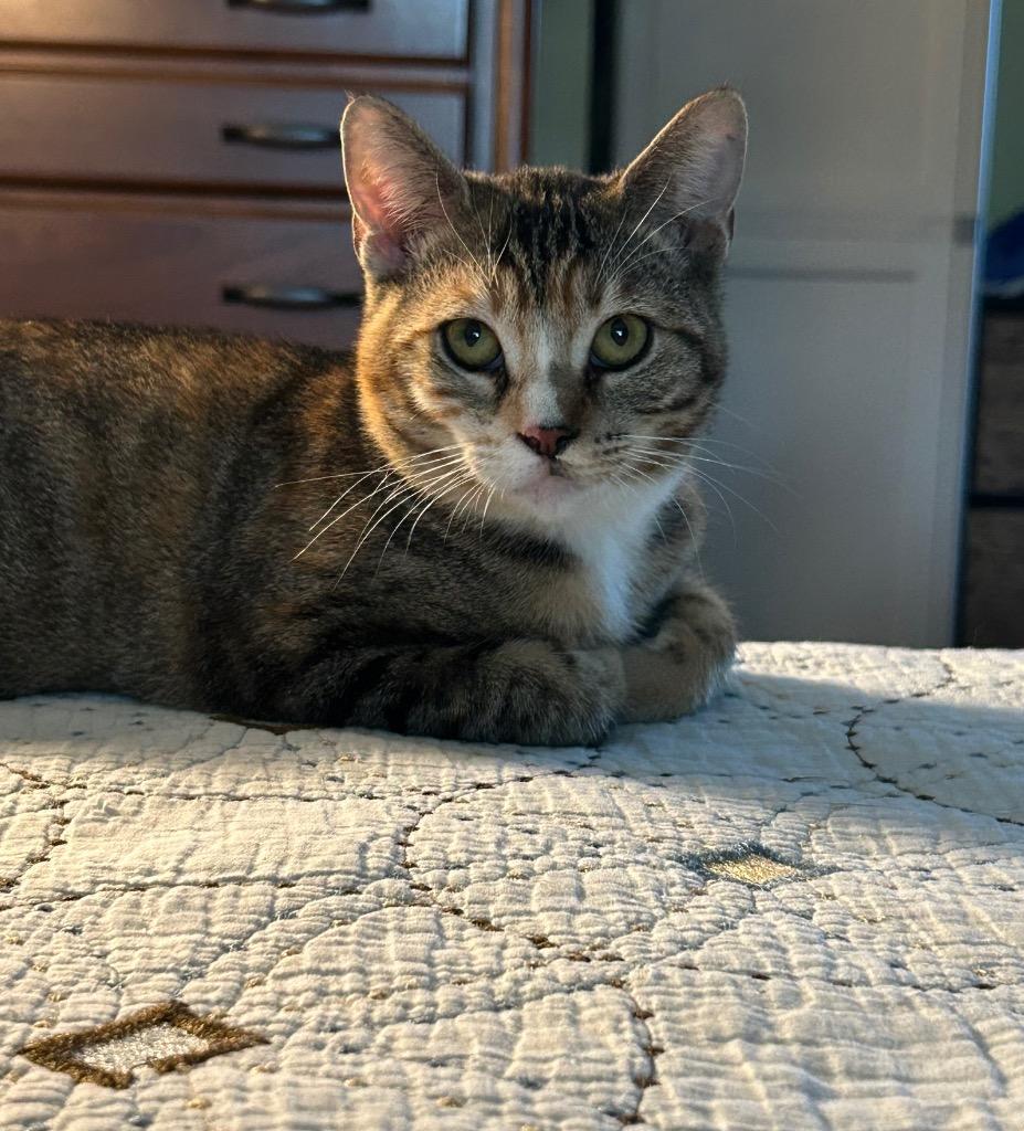 Shyla, a Adoptable Domestic Short Hair in Lewisville, TX image 2/2