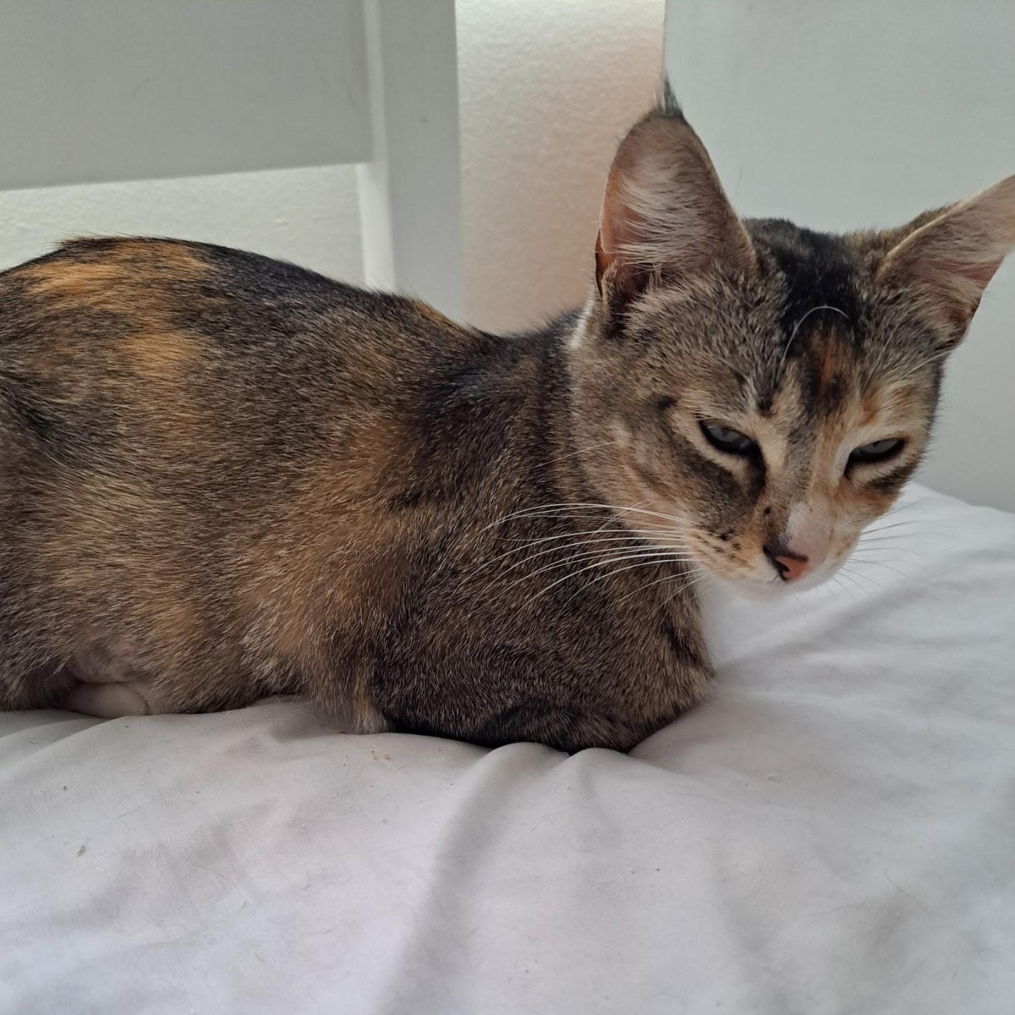 Rosie "Solo cat, cuddly", a Adoptable mixed breed in Santa Ana , CA image 2/4