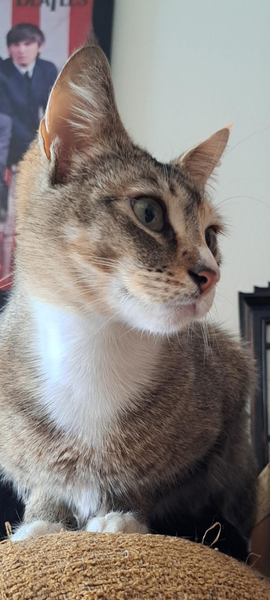 Rosie "Solo cat, cuddly", a Adoptable mixed breed in Santa Ana , CA image 3/4