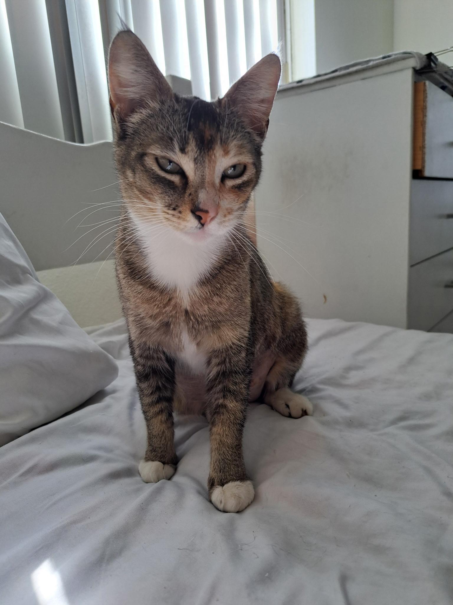 Rosie "Solo cat, cuddly", a Adoptable mixed breed in Santa Ana , CA image 1/4