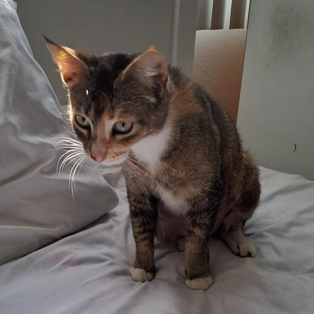 Rosie "Solo cat, cuddly", a Adoptable mixed breed in Santa Ana , CA image 4/4