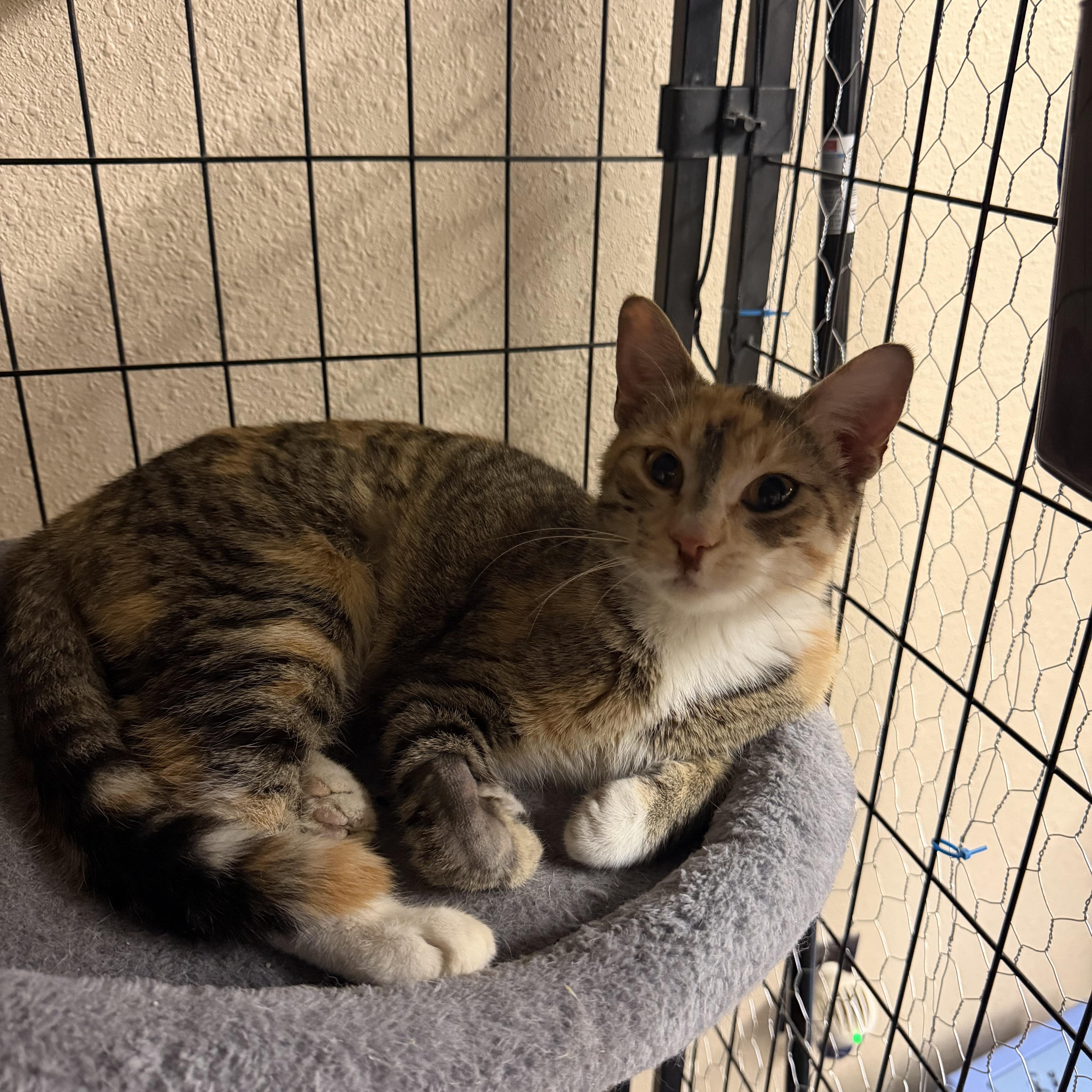 Enlarge Ally, a Adoptable Torbie in Mauston, WI image 1/1