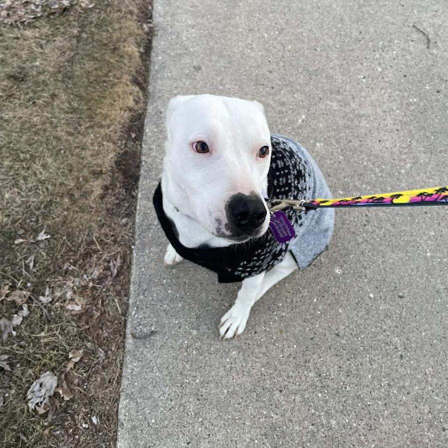 Enlarge Opal, a Adoptable Mixed Breed in Madison, WI image 1/6