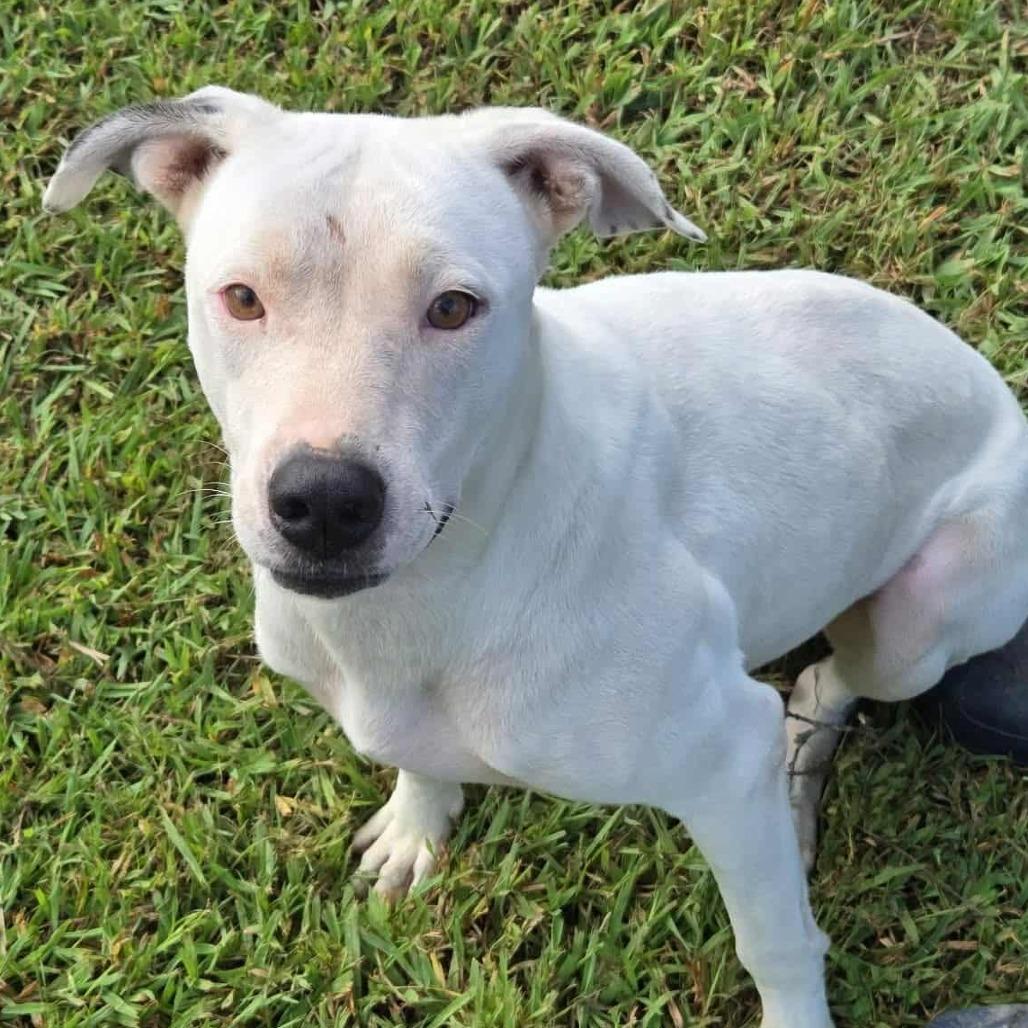 Enlarge Opal, a Adoptable Mixed Breed in Madison, WI image 2/6