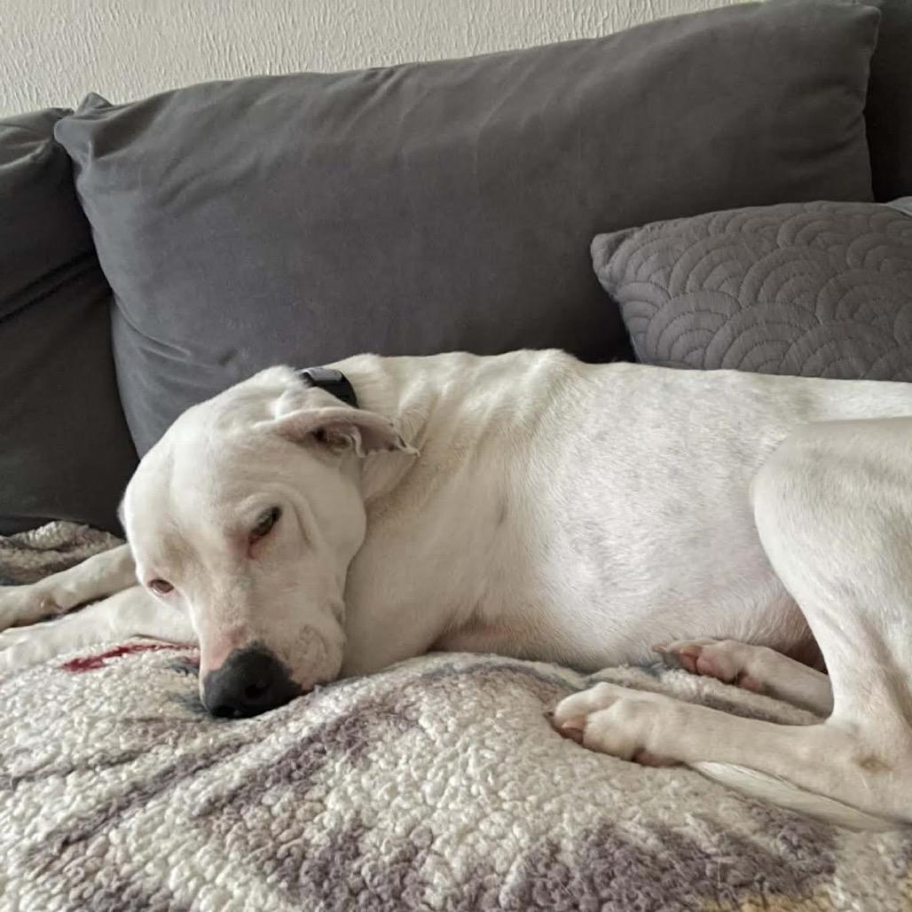 Enlarge Opal, a Adoptable Mixed Breed in Madison, WI image 3/6