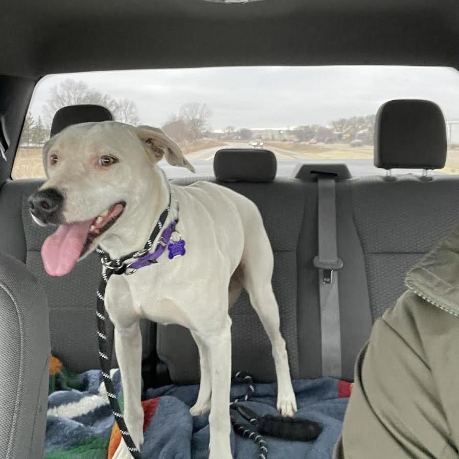 Enlarge Opal, a Adoptable Mixed Breed in Madison, WI image 4/6