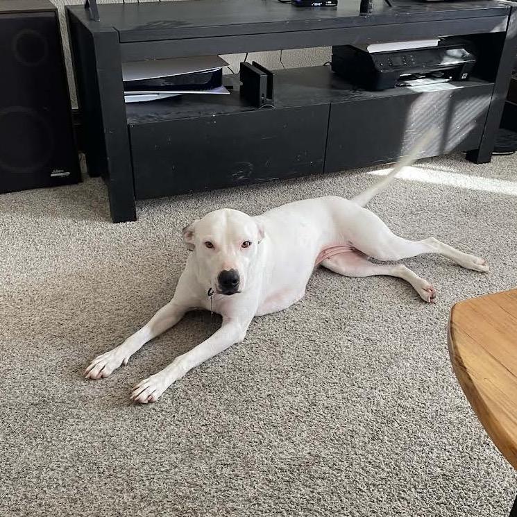 Enlarge Opal, a Adoptable Mixed Breed in Madison, WI image 5/6