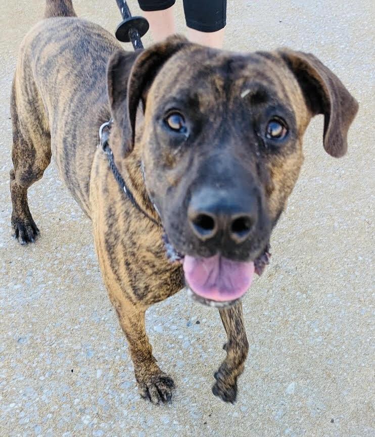 Honey Biscuit, Adoptable, Young Male Plott Hound & Labrador Retriever.