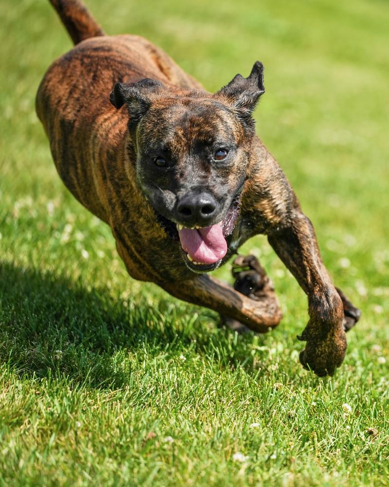 Enlarge Honey Biscuit, a Adoptable mixed breed in TULSA, OK image 2/6