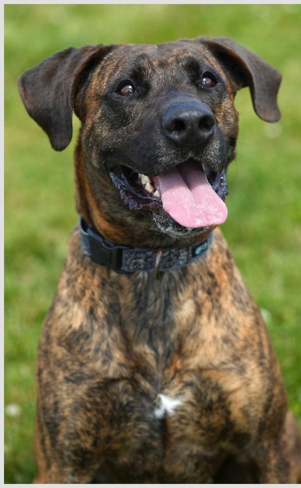 Enlarge Honey Biscuit, a Adoptable mixed breed in TULSA, OK image 3/6