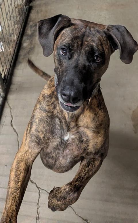 Enlarge Honey Biscuit, a Adoptable mixed breed in TULSA, OK image 4/6