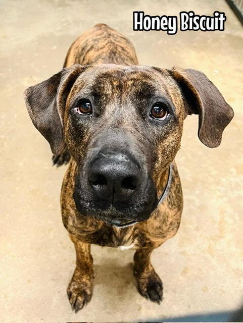 Enlarge Honey Biscuit, a Adoptable mixed breed in TULSA, OK image 2/3