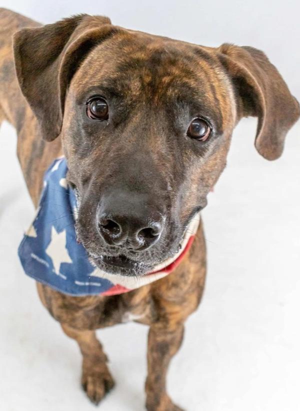 Enlarge Honey Biscuit, a Adoptable mixed breed in TULSA, OK image 3/3