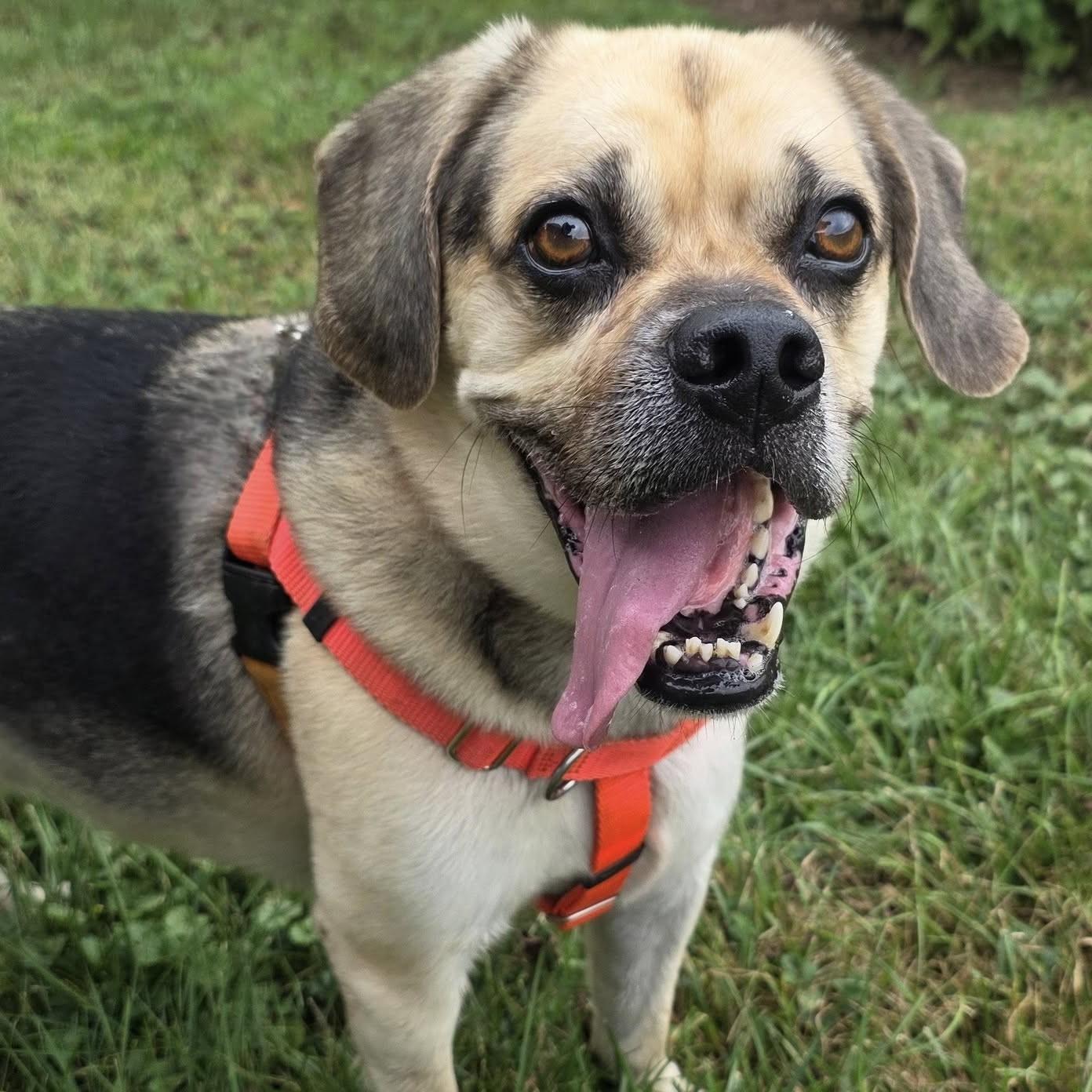 Jeffrey, an adoptable Puggle in Phoenixville, PA, 19460 | Photo Image 2