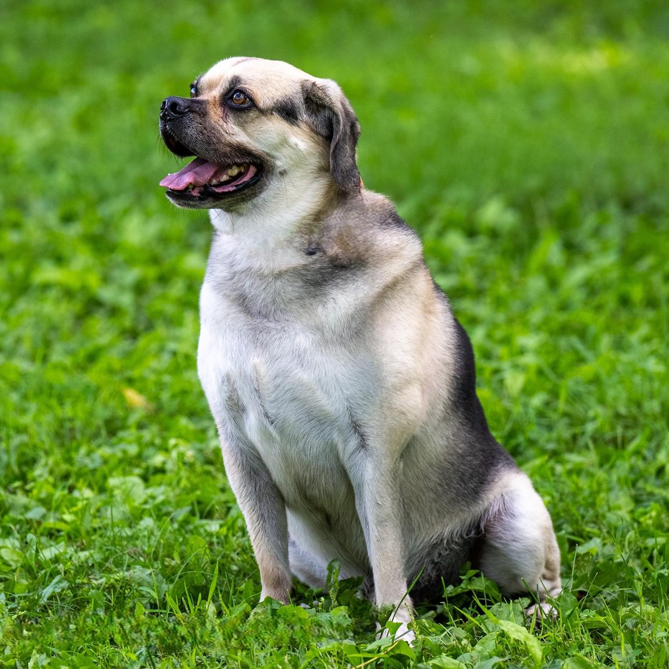 Jeffrey, an adoptable Puggle in Phoenixville, PA, 19460 | Photo Image 6