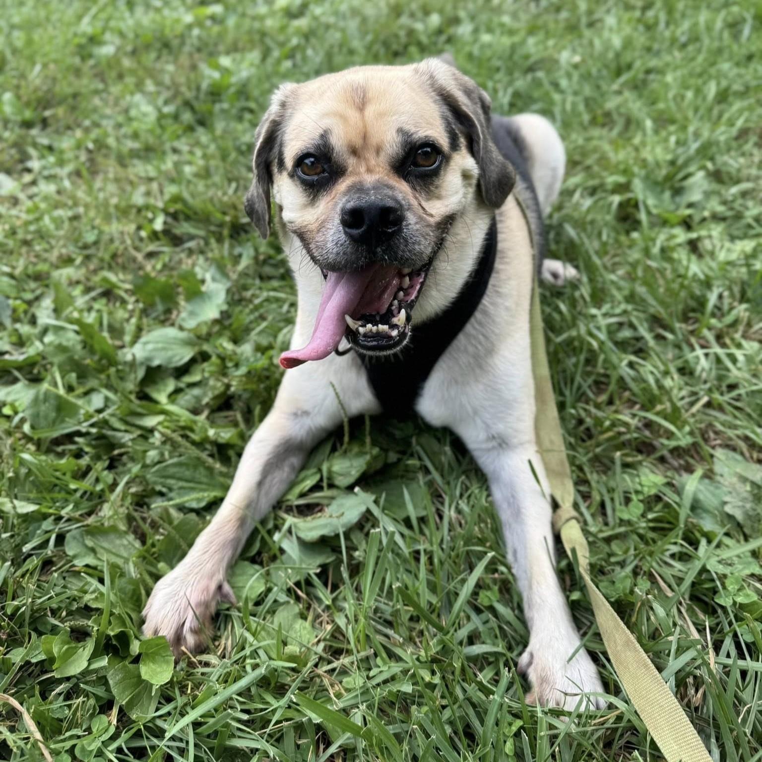 Jeffrey, an adoptable Puggle in Phoenixville, PA, 19460 | Photo Image 5