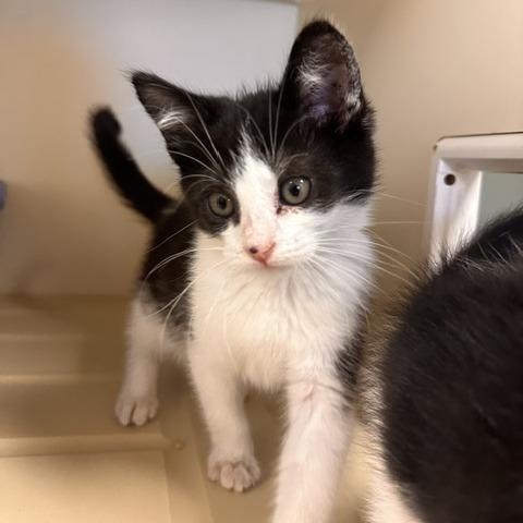 Paste, Adoptable, Kitten Female Domestic Short Hair.