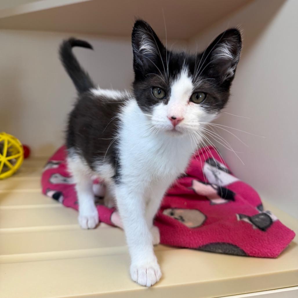 Enlarge Paste, a Adoptable Domestic Short Hair in Cody, WY image 2/3