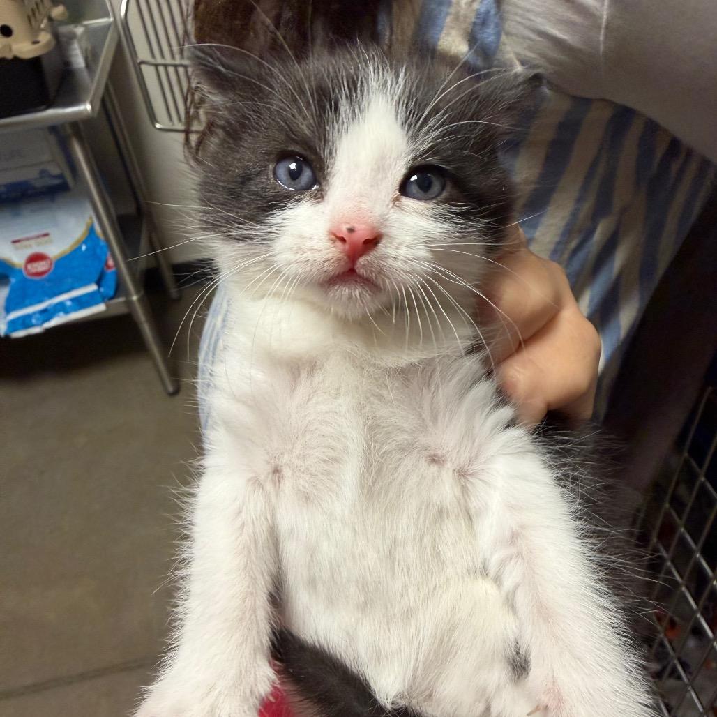 Enlarge Paste, a Adoptable Domestic Short Hair in Cody, WY image 3/3