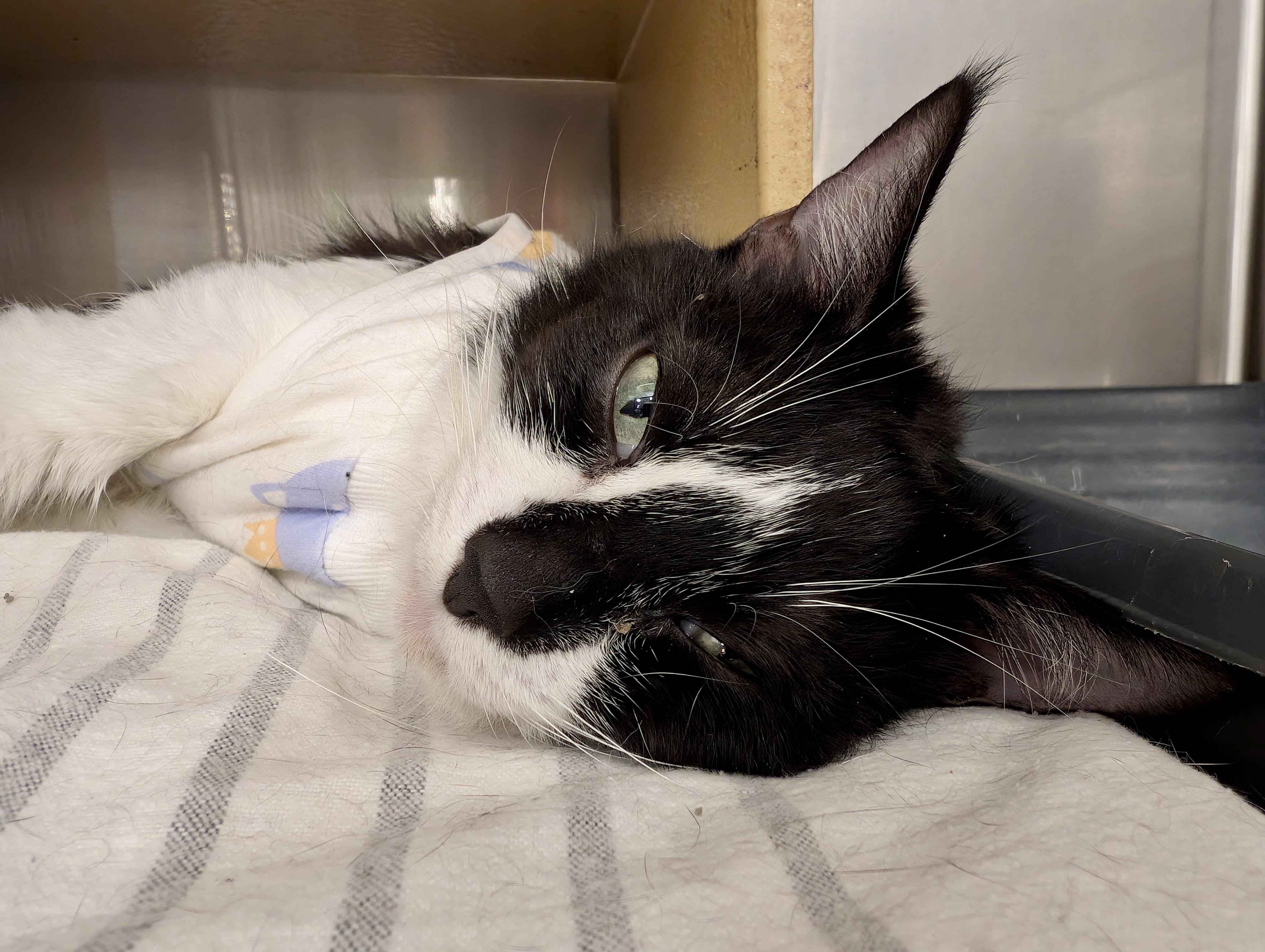 Enlarge Addison, a Adoptable Tuxedo in San Juan Capistrano, CA image 2/6